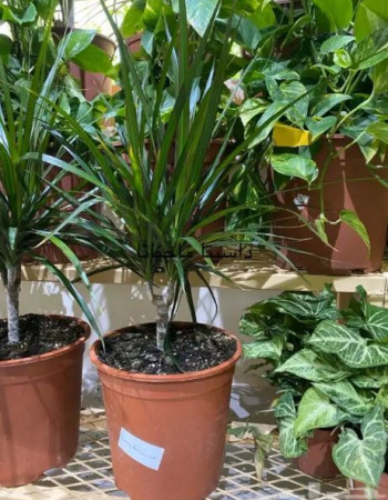 دراسينا مارجيناتا