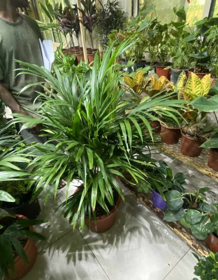 شتلات اريكا شتلات اريكا