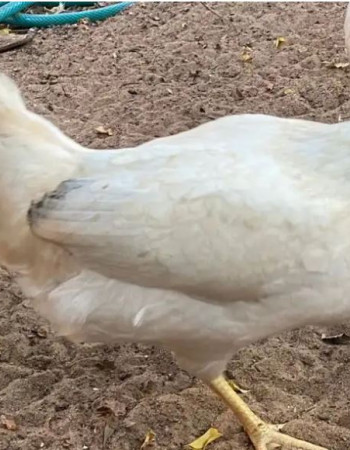 دجاجة فرنسية بياظة