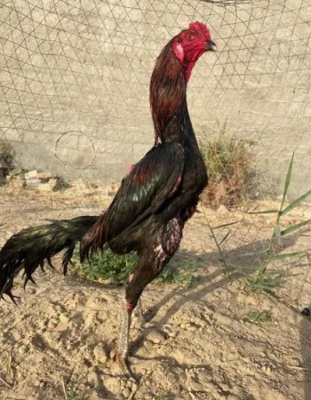 ديك تايلندي للبيع