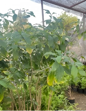 Tabernaemontana Plant Tabernaemontana Plant