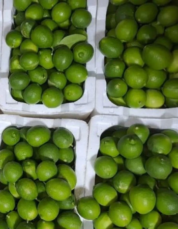 Key Lime Fruits 