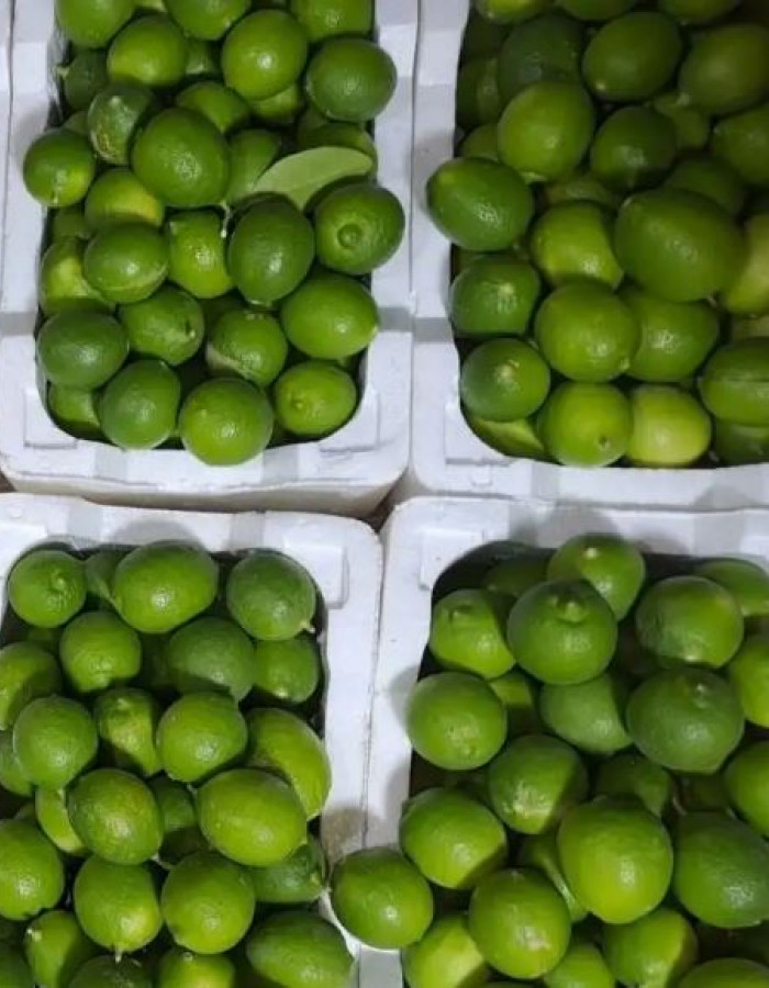 ثمر ليمون حساوي