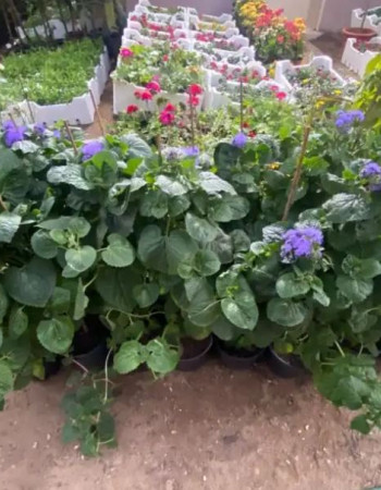 شتلة زهرة الخيط