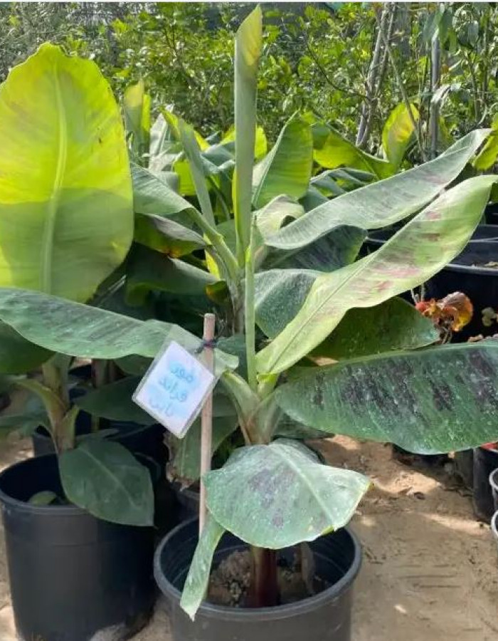 شتلة موز جراند نان 