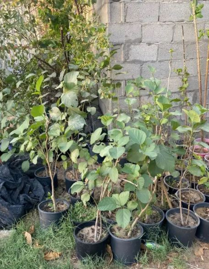 شتلات بمبر للبيع