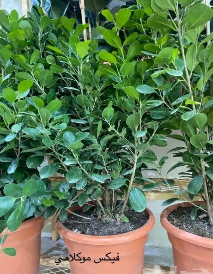 فيكس موكلامي