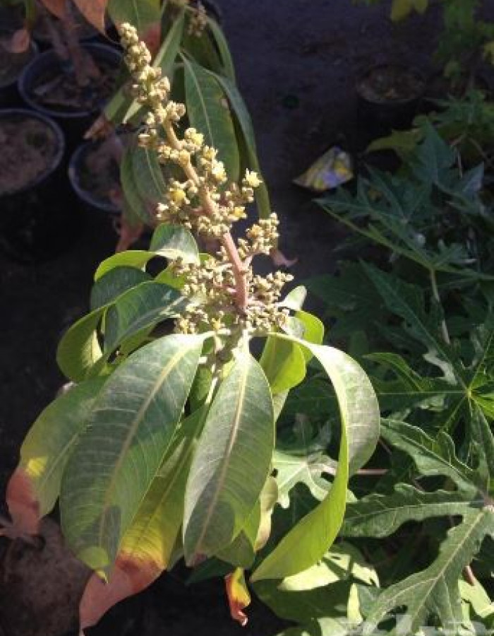 شتلات مانجو للبيع 