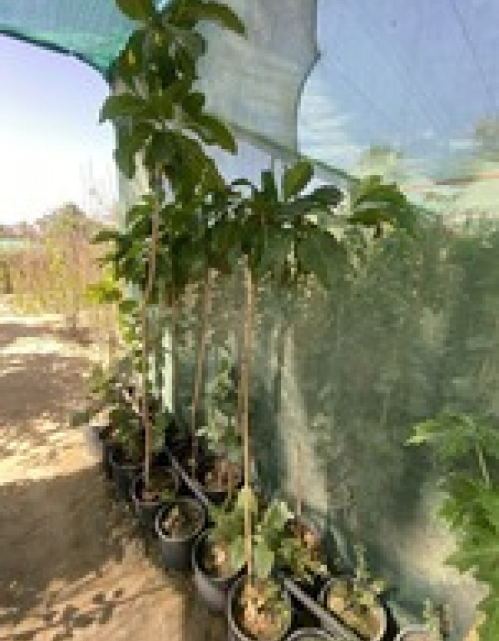 شجرة النوني