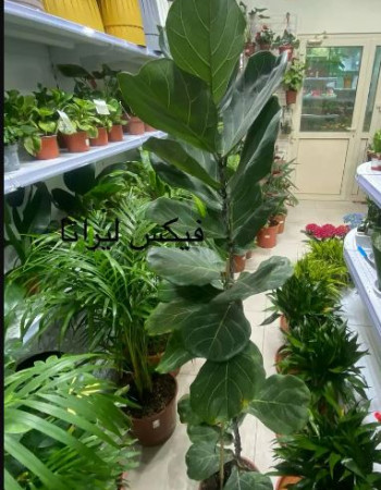 Fiddle-leaf fig 