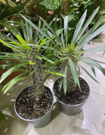  شتلة بكابوديوم