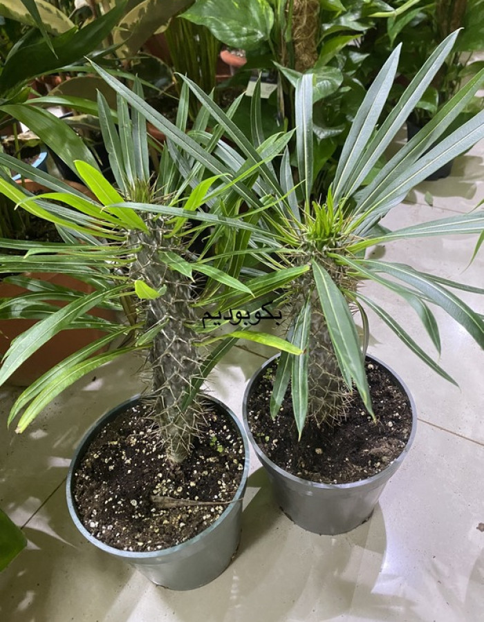  شتلة بكابوديوم