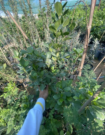 Ficus Panda Seedlings Ficus Panda Seedlings