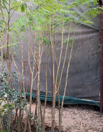 شتلة بونسيانا