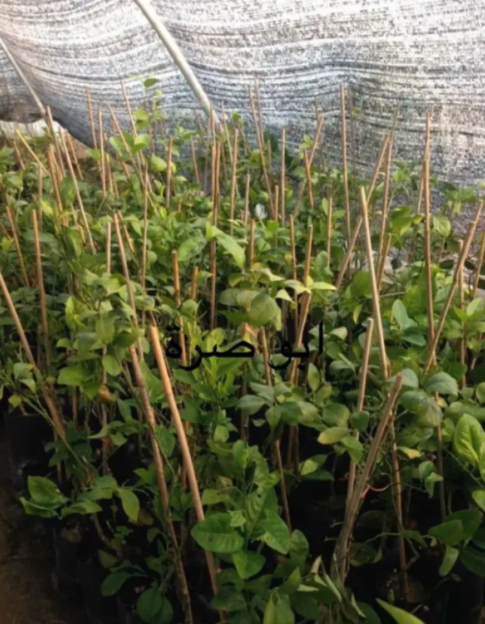 شتلات برتقال ابو صرة   شتلات برتقال ابو صرة