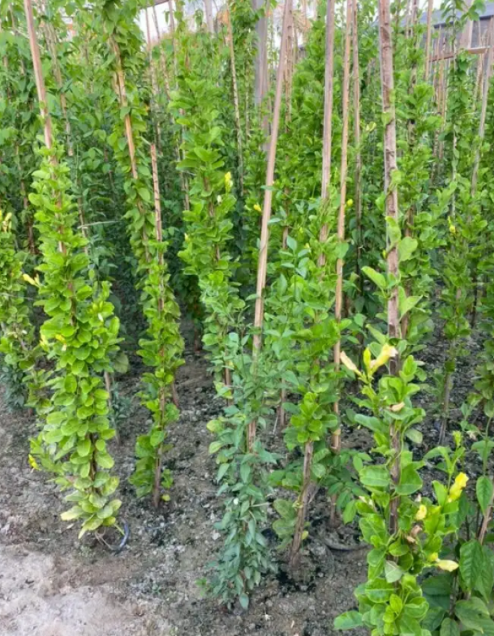 شتلات المندا اصفر شتلات المندا اصفر