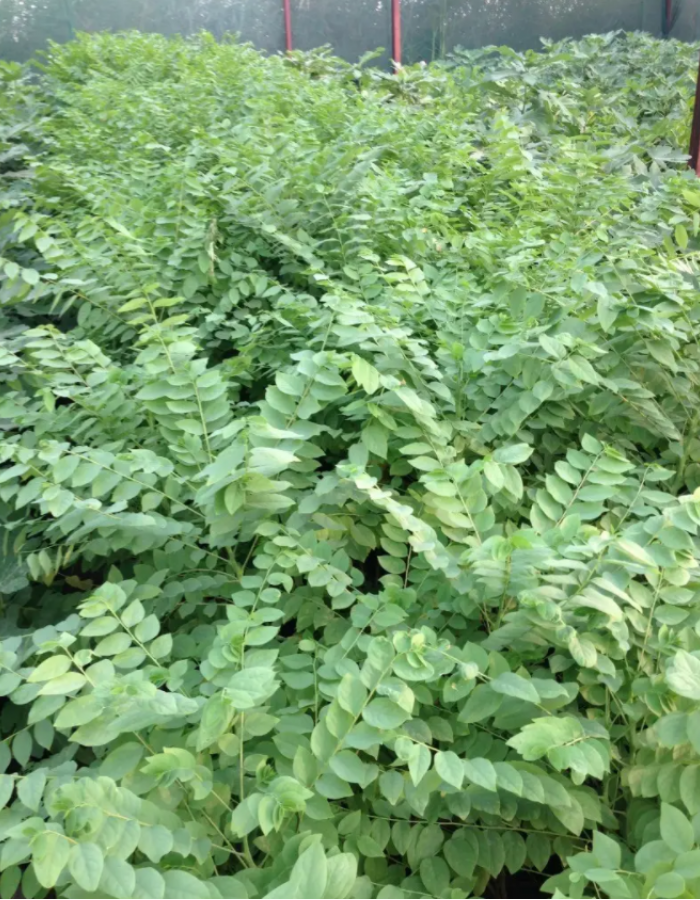 شتلات املا شتلات املا