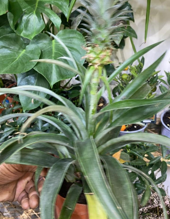 شتلات انناس داخلي شتلات انناس داخلي