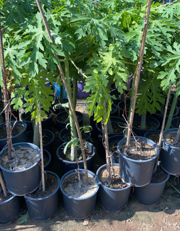 شتلات ببايا رد ليدي  شتلات ببايا رد ليدي