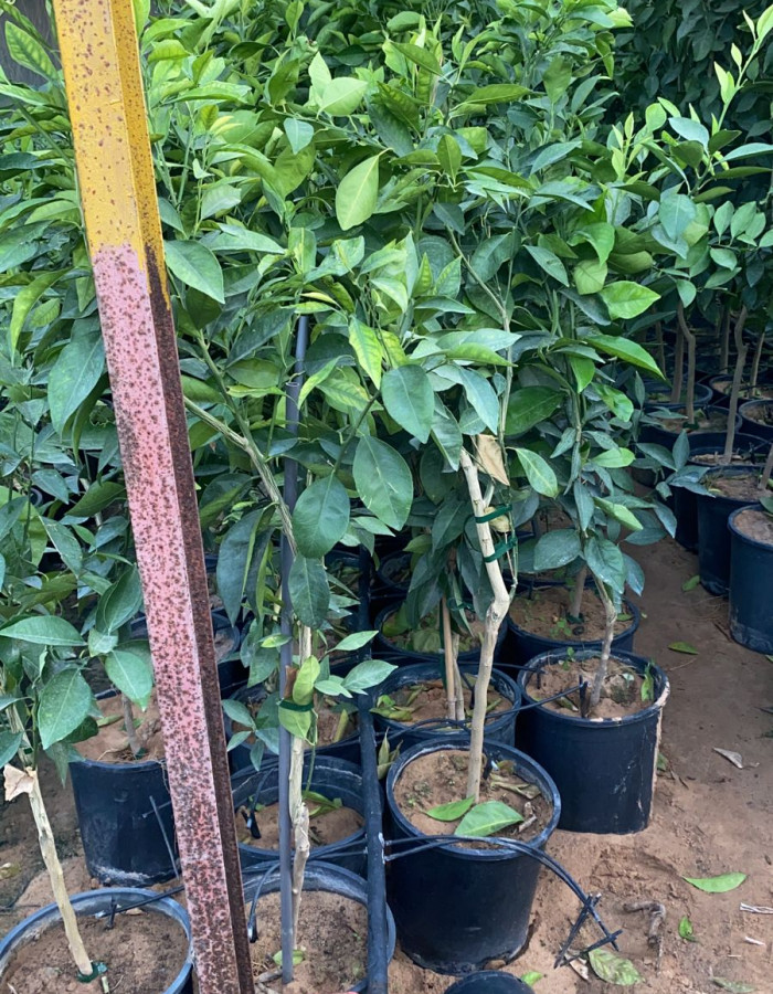 شتلات برتقال احمر شتلات برتقال احمر