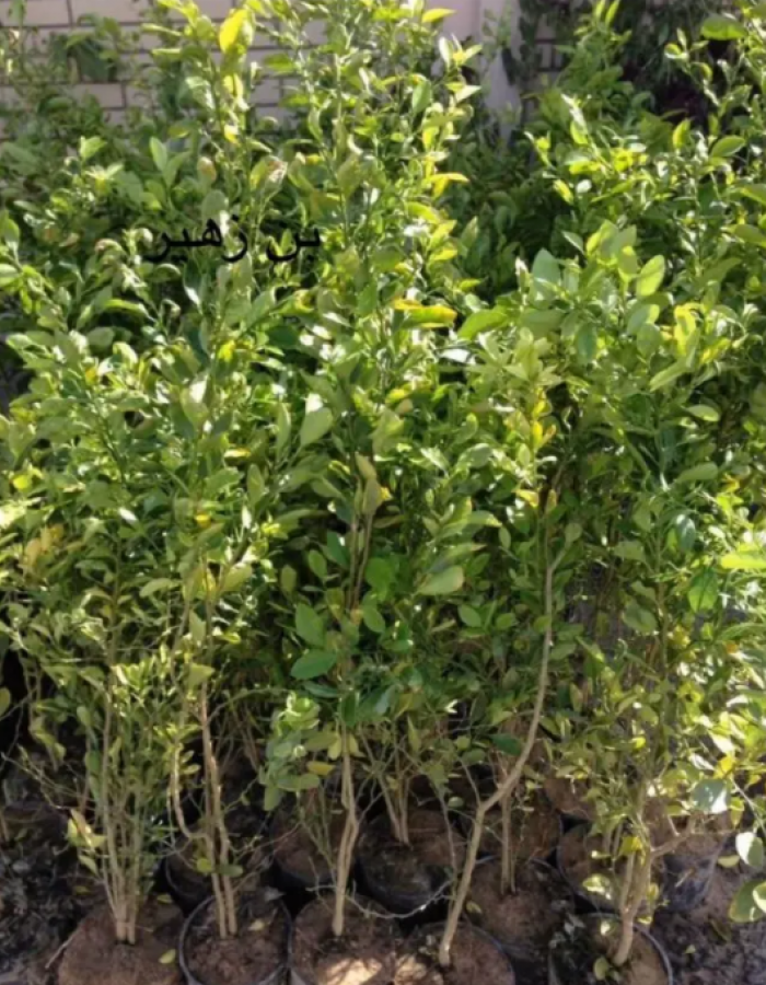 شتلة ليمون بن زهير  شتلة ليمون بن زهير