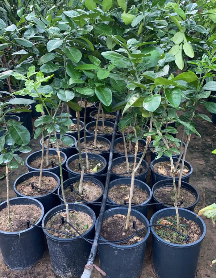 شتلات بوملي احمر وابيض  شتلات بوملي احمر وابيض