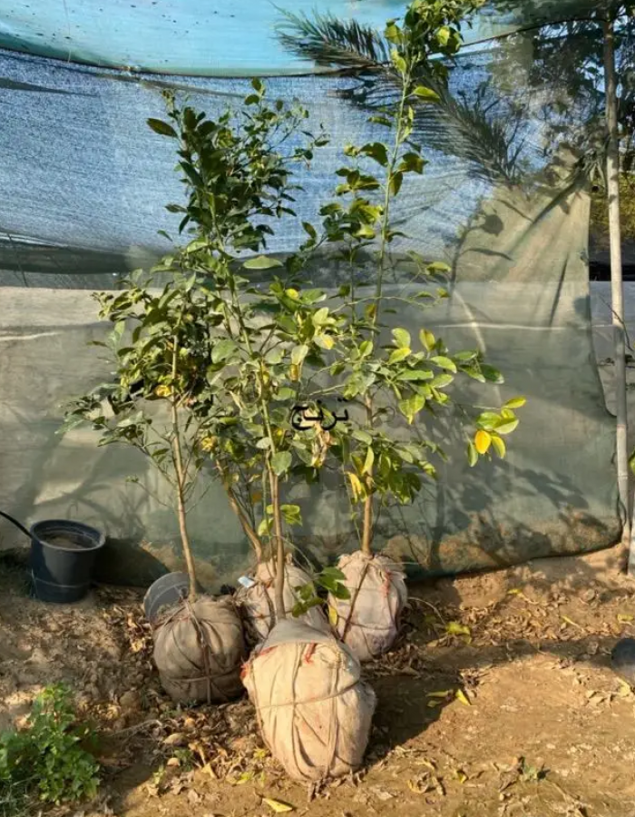 شتلات ترنج شتلات ترنج