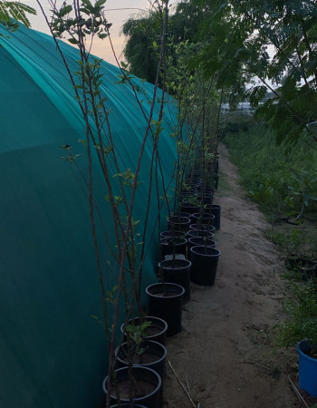 Anna Apple Seedlings