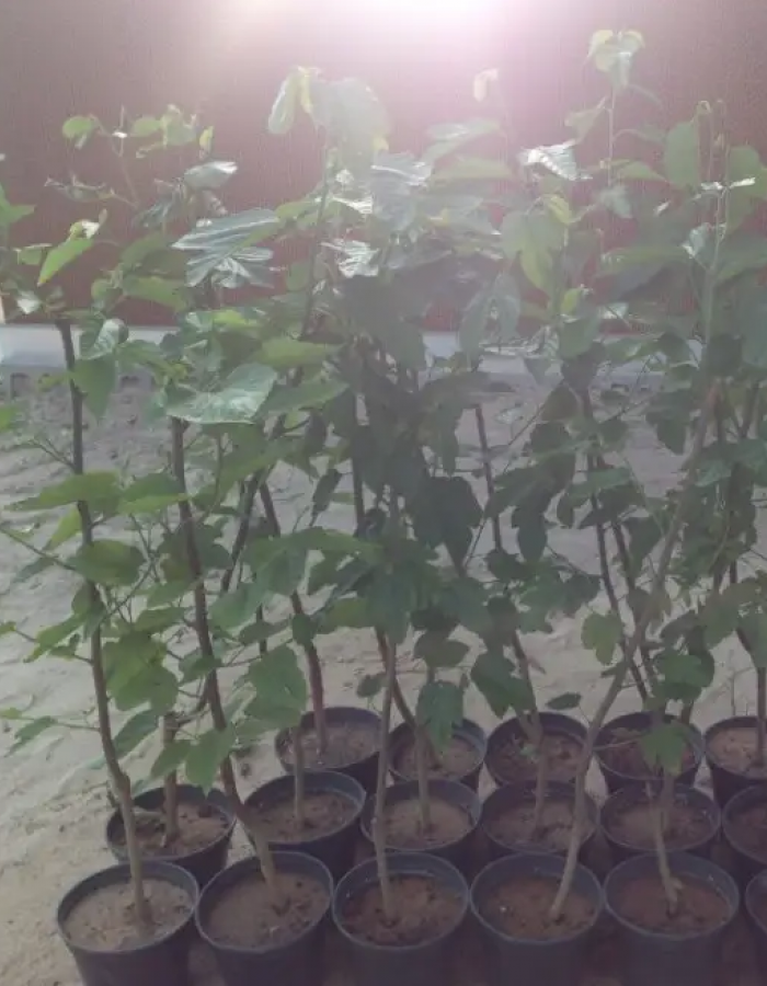 شتلات توت باكستاني احمر وابيض  شتلات توت باكستاني احمر وابيض