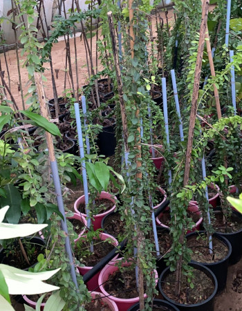 شتلات توت برتقالي 