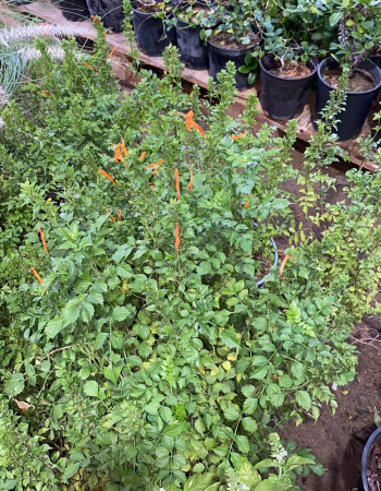 شتلات تيكوماريا