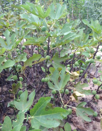 Fig Seedlings Fig Seedlings
