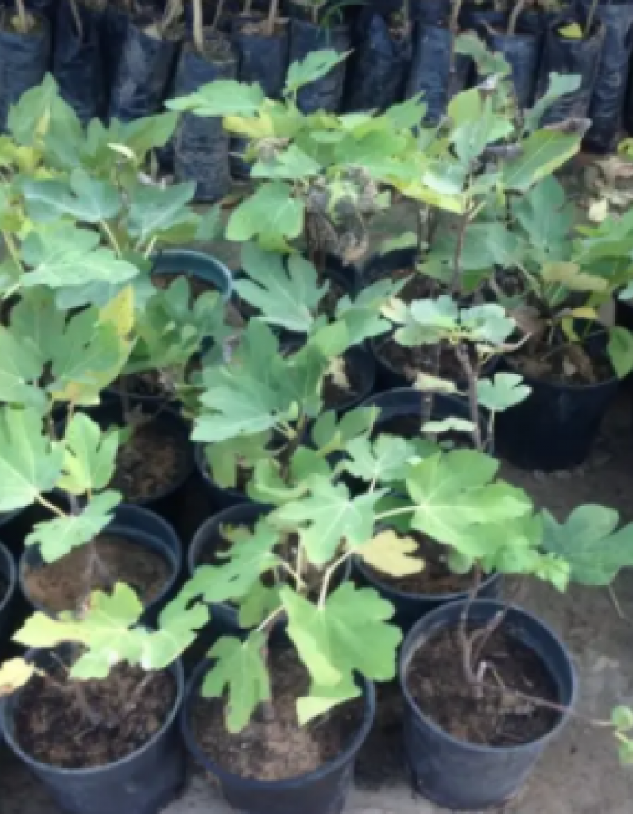 شتلات تين شتلات تين