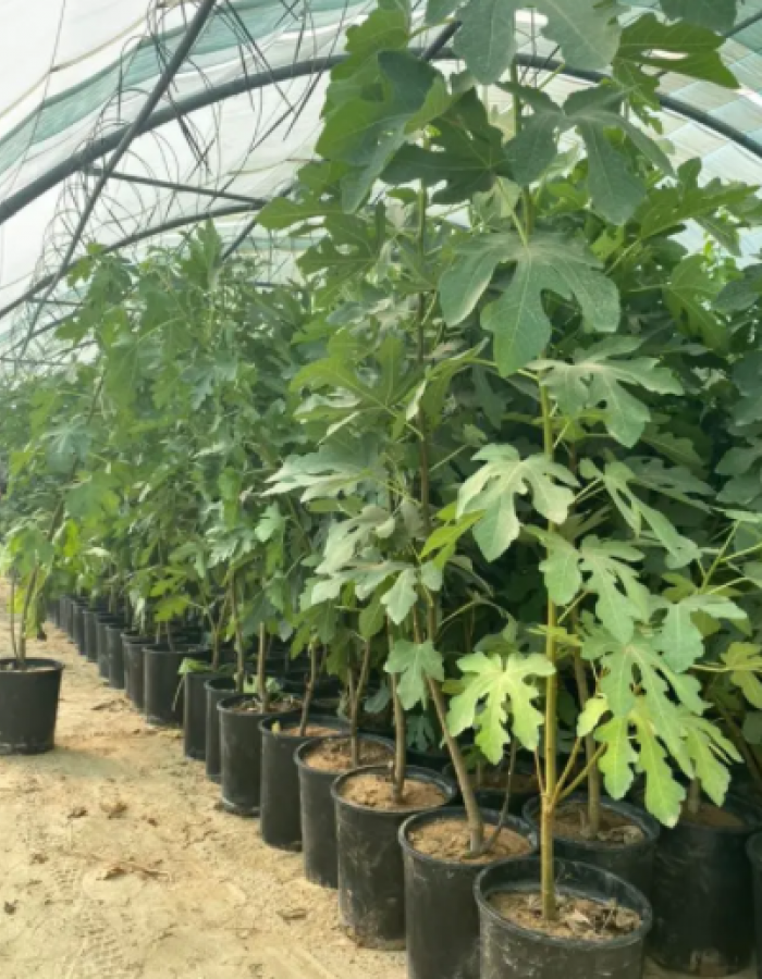 شتلات تين شتلات تين