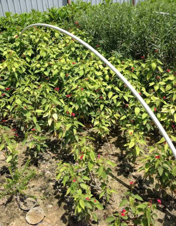 شتلات جاتروفا شتلات جاتروفا