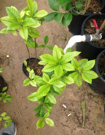 شتلات جاردينا 