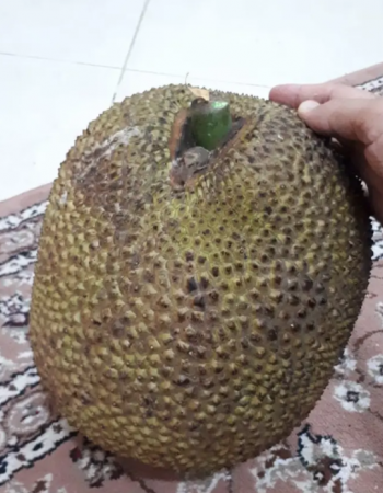 شتلات جاك فروت