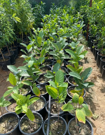 شتلات جاك فروت