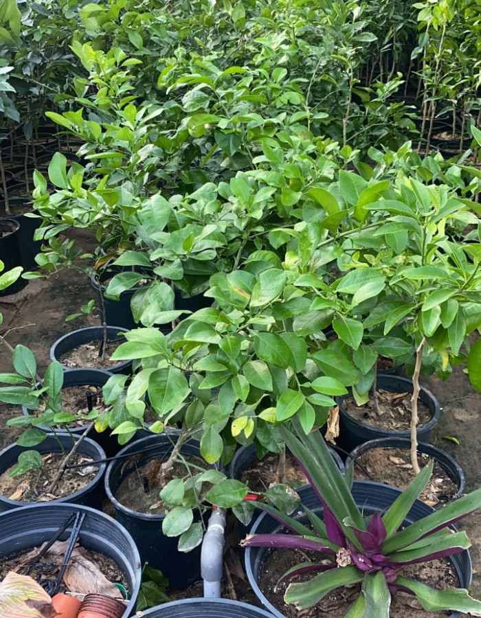 شتلات جريب فروت احمر وابيض  شتلات جريب فروت احمر وابيض