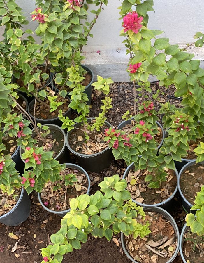 شتلات جهنمية متسلقة  شتلات جهنمية متسلقة