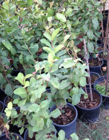 Bengali Guava Seedlings Bengali Guava Seedlings