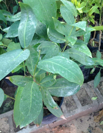 Guava Seedlings Guava Seedlings