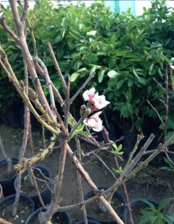 Ajami Peach tree
