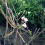 Ajami Peach tree Ajami Peach tree