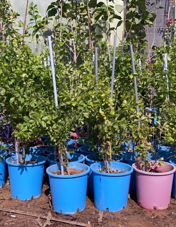 Duranta Seedlings Duranta Seedlings