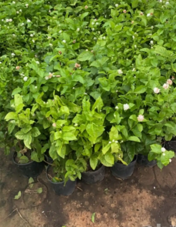 Arabian jasmine Seedlings Arabian jasmine Seedlings