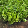 Arabian jasmine Seedlings Arabian jasmine Seedlings