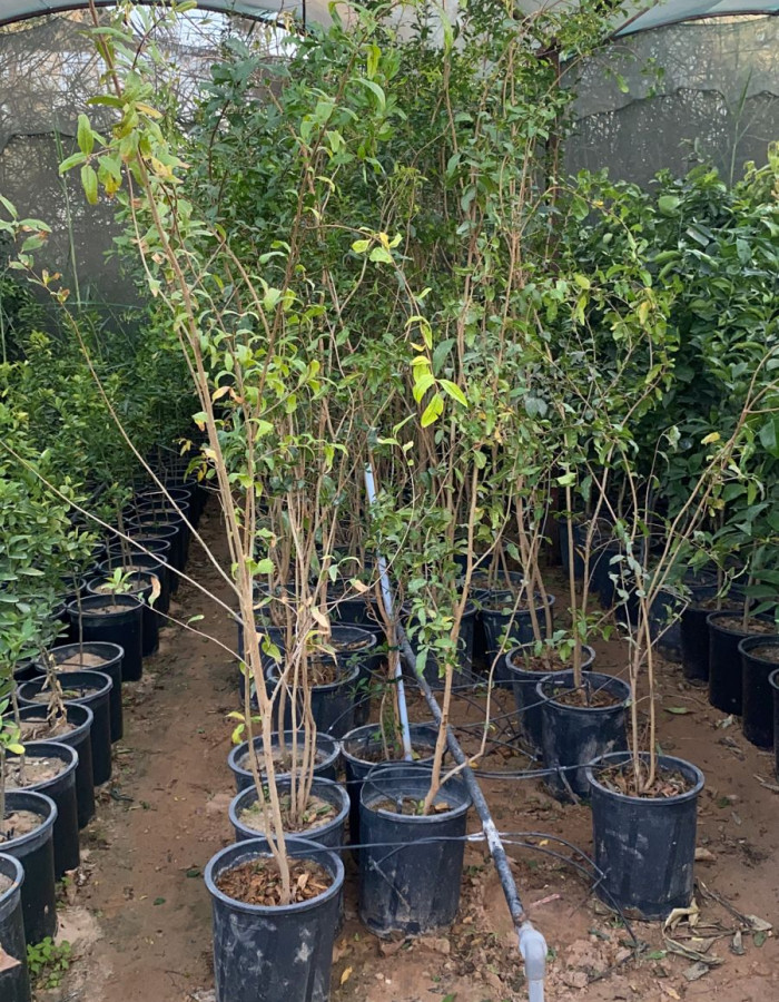 رمان طائفي رمان طائفي