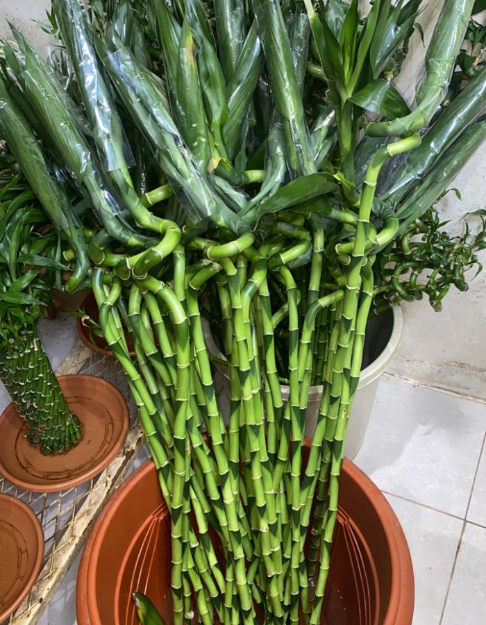 شتلات خيزان 90سم