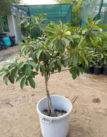 Chico Seedlings Chico Seedlings